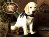 pivo chodovar.jpg